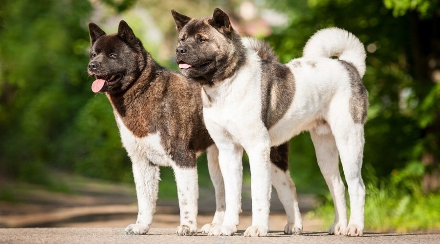 Two Different Colored Dogs