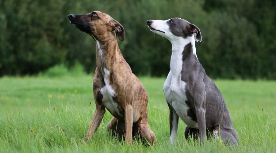 Two Different Colored Dogs in Grass