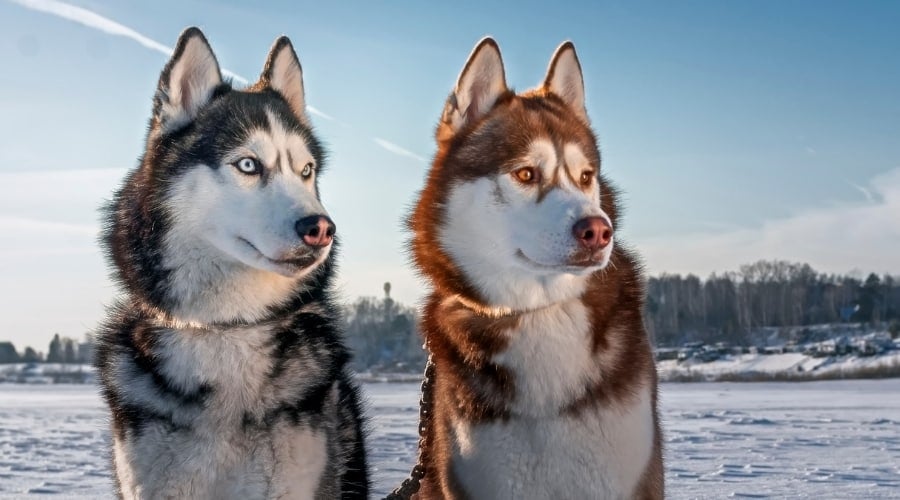 Two Different Colored Dogs