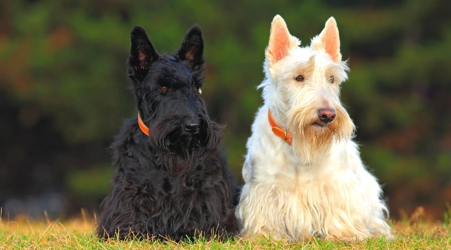 Two Different Colored Scotties