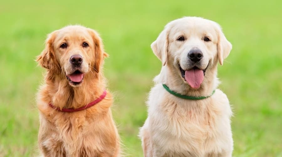 Two Different Golden Retrievers in Field