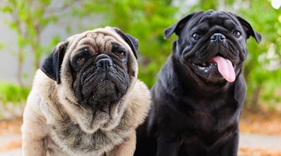 Two Differently Colored Dogs Outdoors