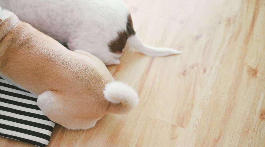 Two dog tails sitting down.