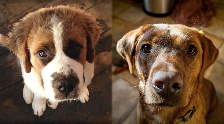 Two Dogs Begging for Food