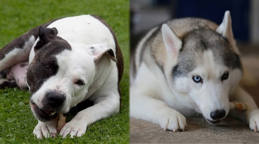 Two Dogs Chewing on Steak Bones