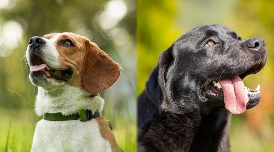 Two Dogs During Training Sessions Outdoors
