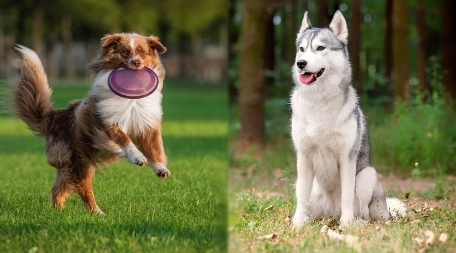 Two Dogs During Training Sessions