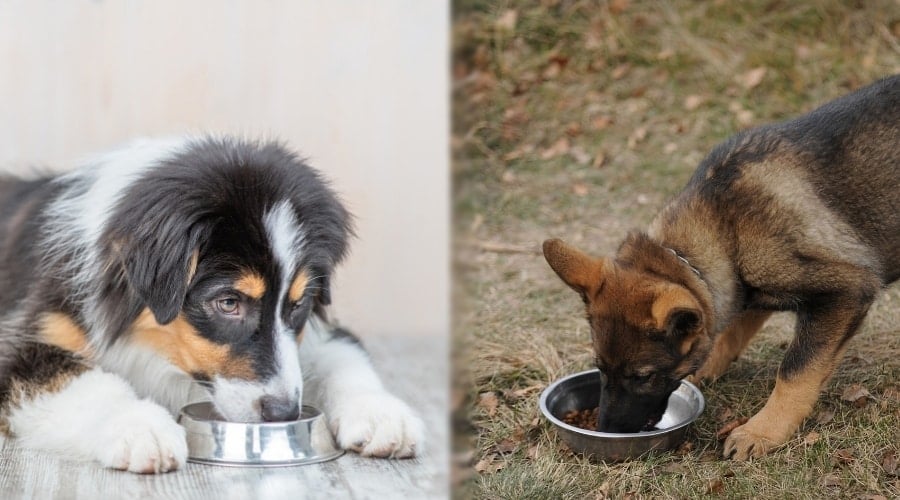 Two Dogs Eating Age Appropriate Dog Food