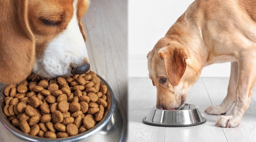 Two Dogs Eating Dry Dog Food
