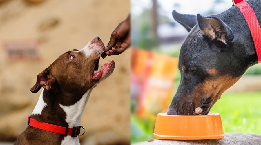 Two Dogs Eating Food From Bowl and Human