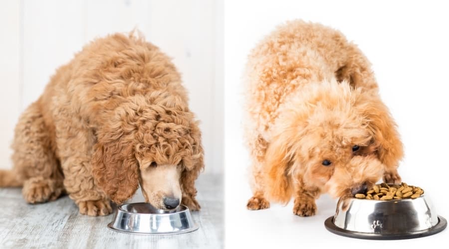 Two Dogs Eating From Metal Bowls
