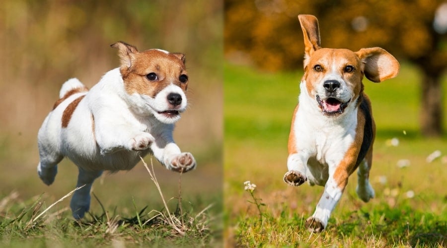 Two Dogs Exercising Vigorously Outdoors