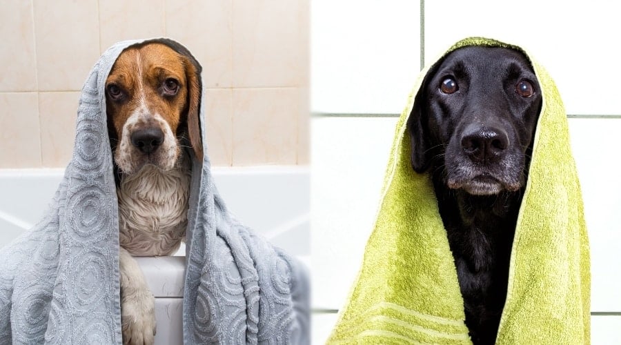 Two Dogs Getting Bathed in Bathtubs