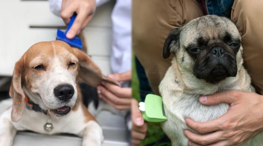 Two Dogs Having Their Coats Brushed