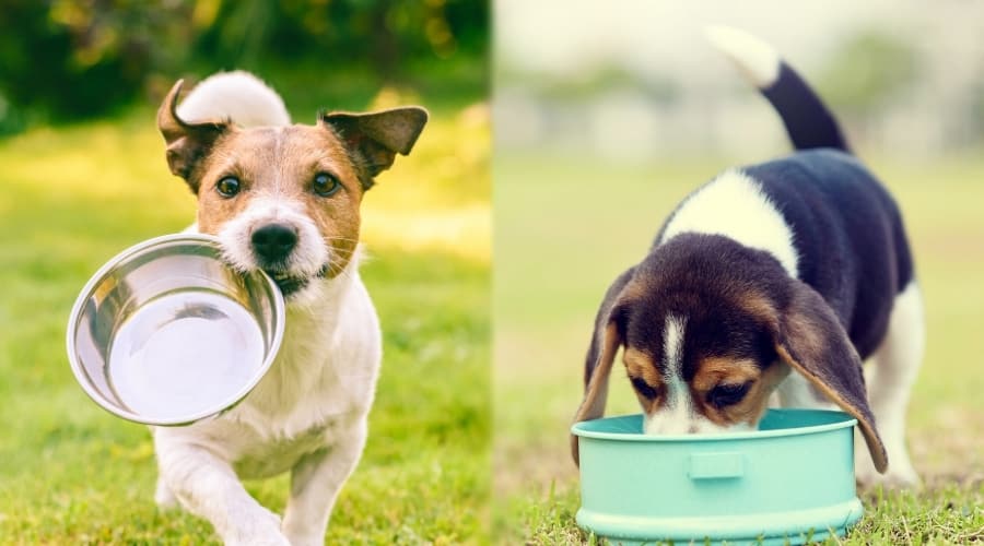 Two Dogs Hungry For Dog Food