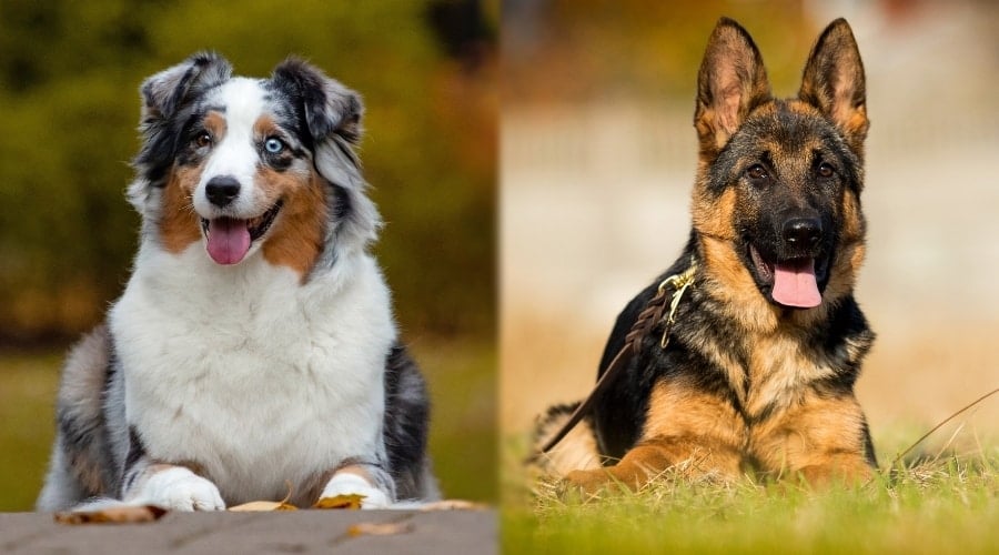 Two Dogs Laying Down During Training Sessions