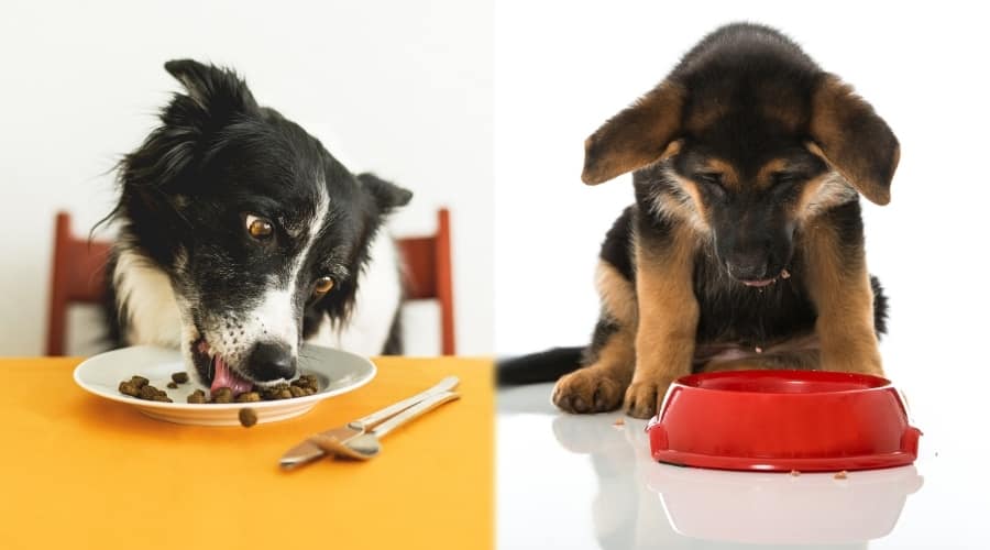 Two Dogs Looking at Food Bowls
