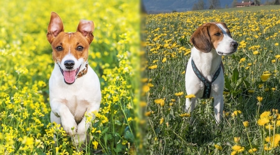 Two Dogs Outdoors in Fields With Yellow Flowers