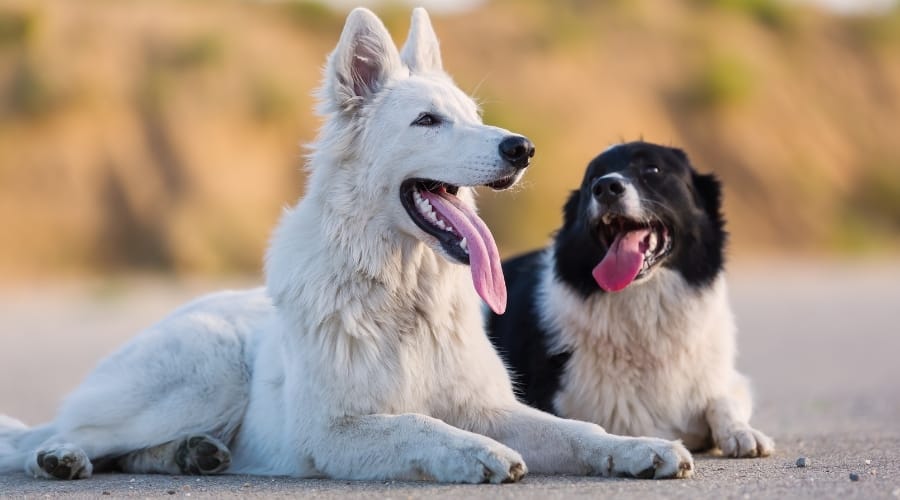 Two Dogs Outside Panting
