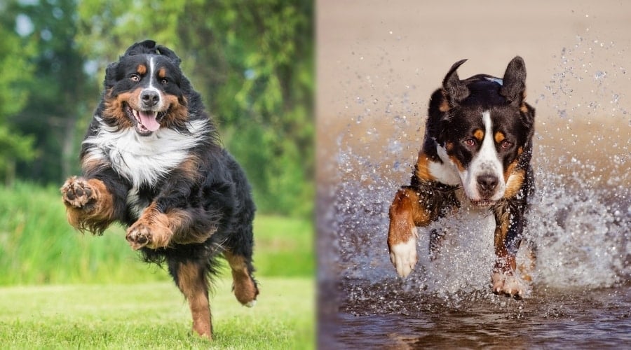 Two Dogs Outside Running Quickly