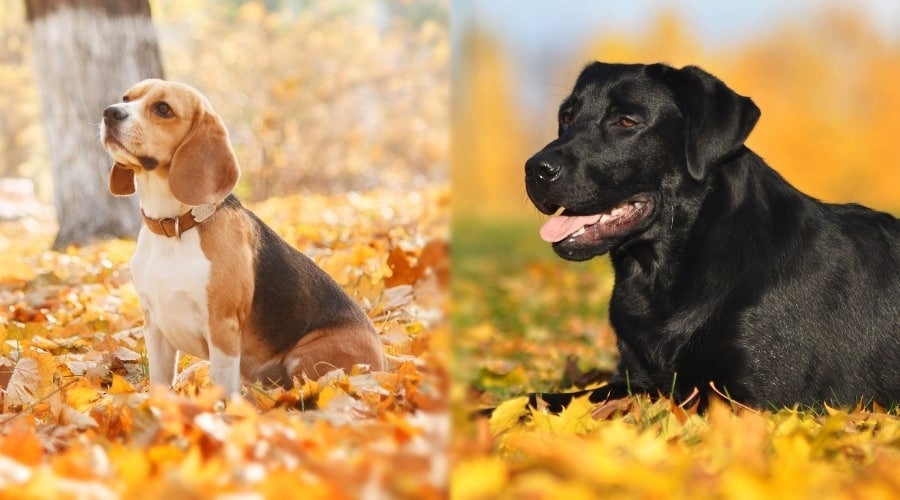 Two Dogs Outside in Autumn Leaves
