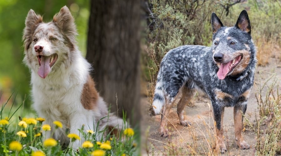 Two Dogs Playing Outdoors in Fields