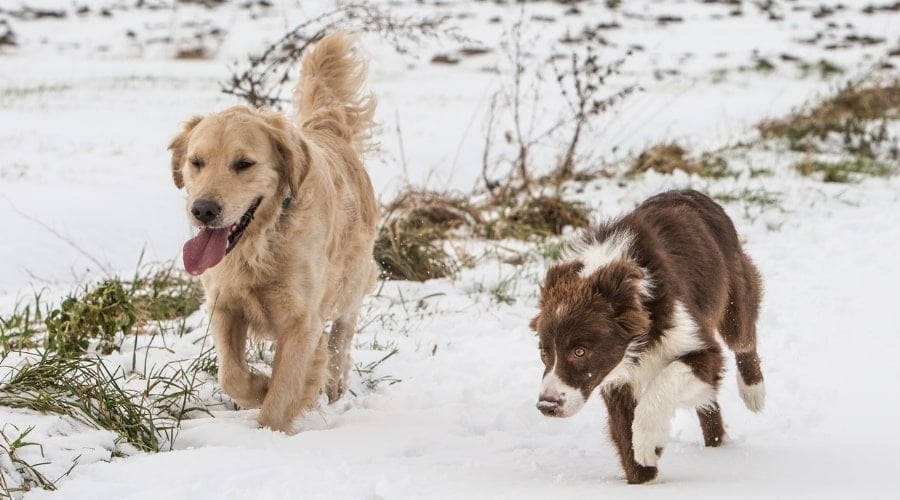 Two Dogs Playing Outdoors in the Snow Running
