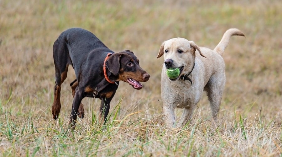 Two Dogs Playing in a Field