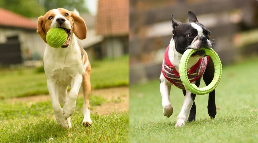 Two Dogs Playing with Toys