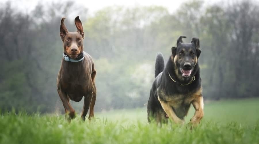Two Dogs Running Outside