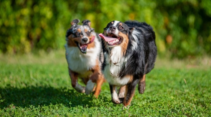 Two dogs running with their tongues out.
