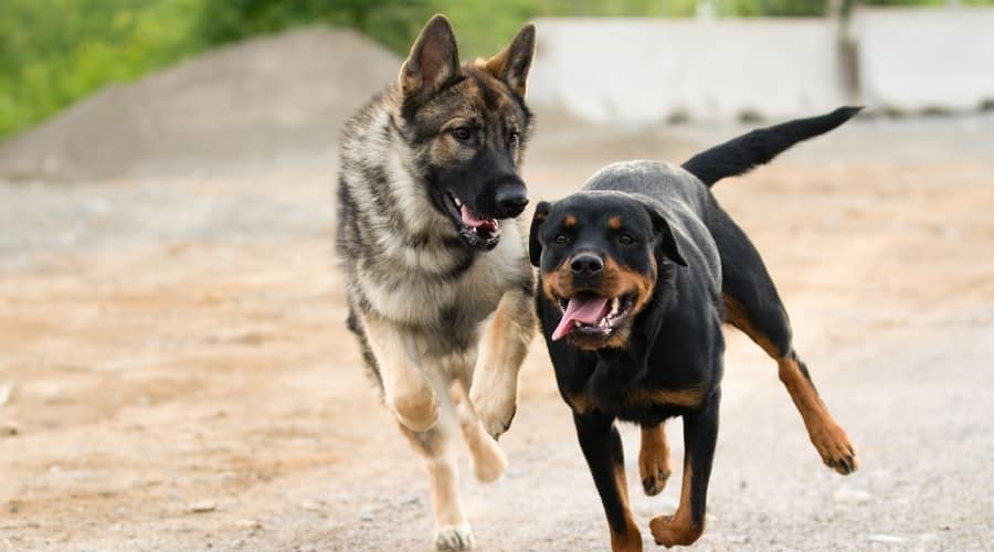 Two Dogs Running in Sand