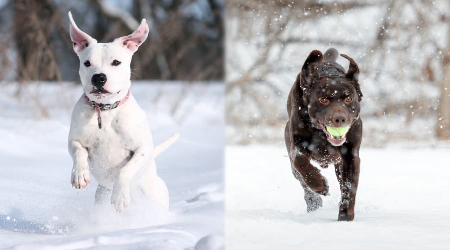 Two Dogs Running in Snow For Toys