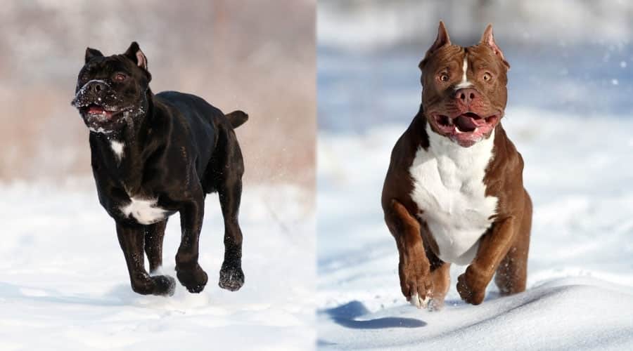 Two Dogs Running in the Snow