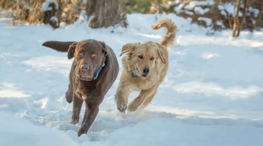 Two Dogs Running in the Snow