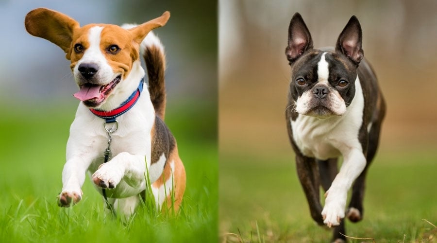 Two Dogs Running