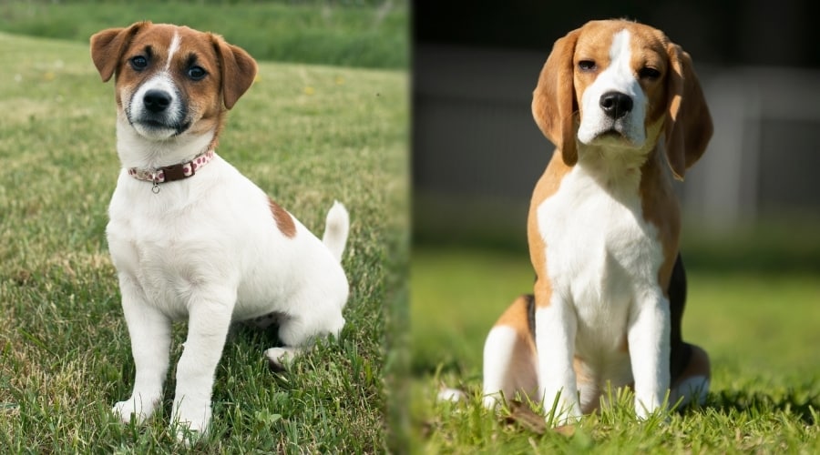 Two Dogs Sitting During Training Classes