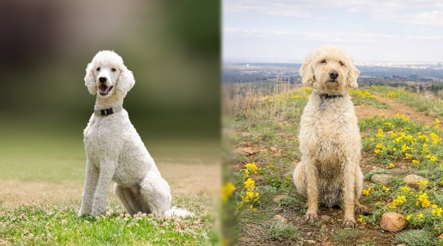 Two Dogs Sitting During Training Sessions