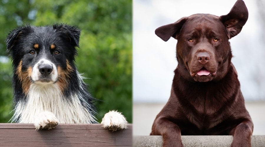 Two Dogs Sitting on Fence Outdoors