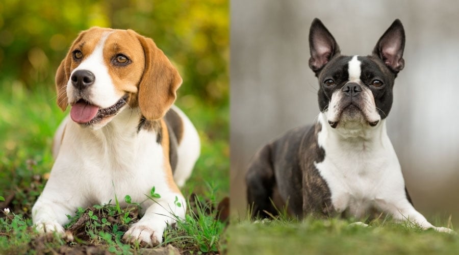 Two Dogs Sitting
