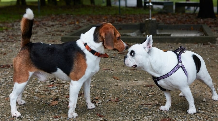 Two Dogs Sniff Each Other