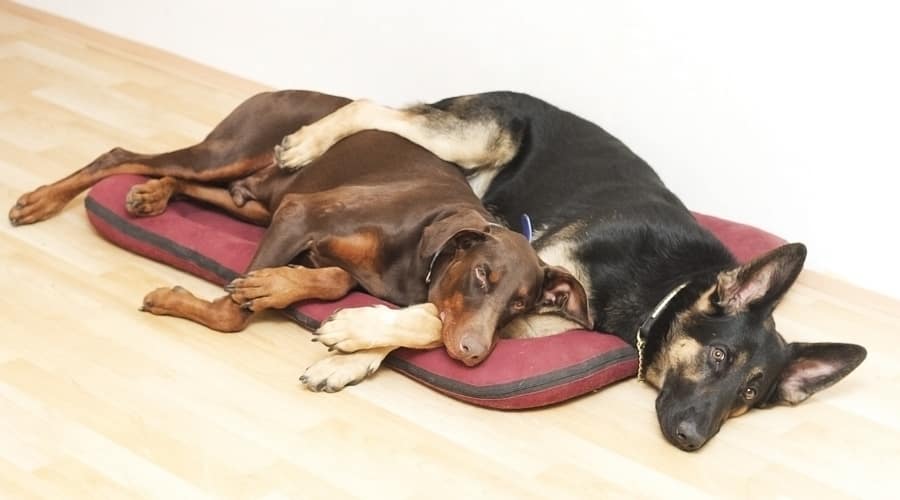 Two Dogs Snuggling on a Bed