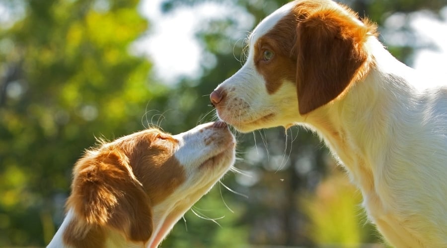 Two Dogs Touching Noses