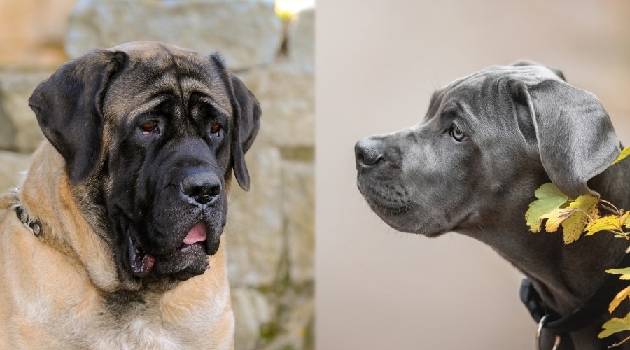 Two Dogs Training Outdoors