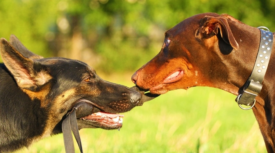 Two Dogs Tugging on a Toy