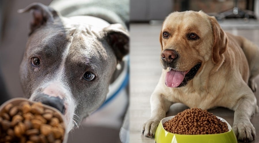 Two Dogs Waiting on Food