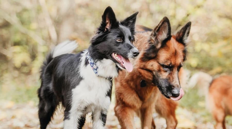 Two Dogs Walking Together Outdoors in Fall