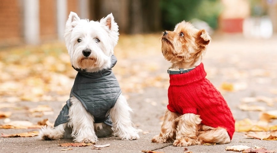Two Dogs Wearing Vests on an Autumn Day