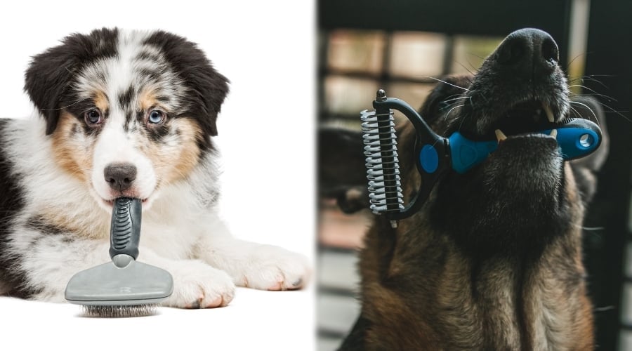 Two Dogs With Grooming Brushes in Their Mouth