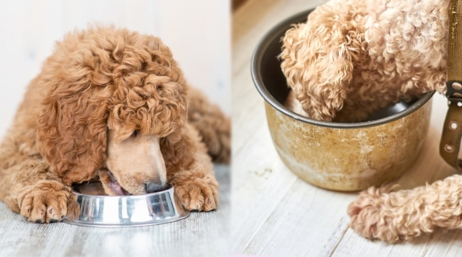Two Dogs With Light Colored Coats Eating Food